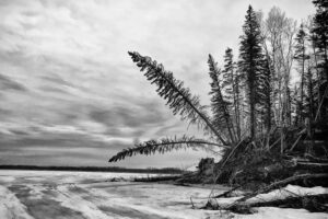 Stan Willams Image, One tree bowing