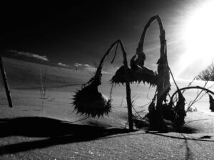 Stan Williams Image Drooping plants in the Winter