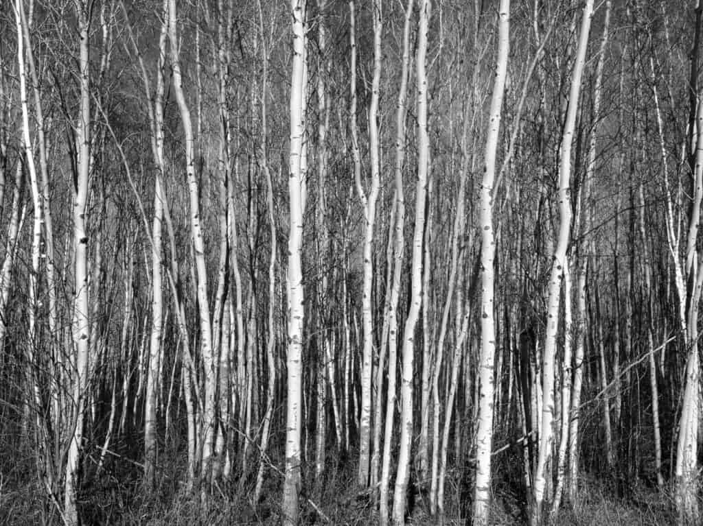 Stan Williams, Trees in a row image