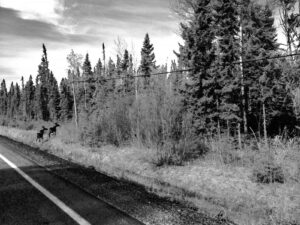 Stan Williams Image: Two deer walking into the forest