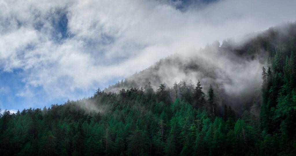 Haida Gwaii Forest Image by Cory Schadt